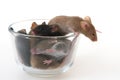 Mouse in a glass Royalty Free Stock Photo