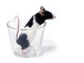 Mouse in a glass Royalty Free Stock Photo