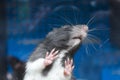 Rat in a glass aquarium Royalty Free Stock Photo