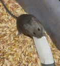 Mouse in the grain looking for food Royalty Free Stock Photo