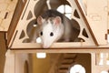 Mouse gray head, white hiding in a wooden