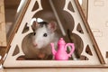 The mouse is gray head, white hiding in a wooden house with