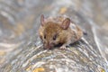 Mouse on a gray textured background. Mouse - the causative agent of disease