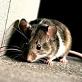 Mouse, gray and white fir, thick whiskers and big black eyes