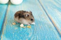 A mouse or hamster eats the grain on the turquoise wooden table.