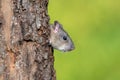 A mouse hiding behind a tree