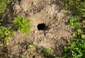 Mouse hole in the autumn garden