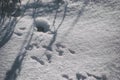 Mouse hole in winter with snow with traces in front of the entrance