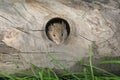 mouse in hole in the wooden floor Royalty Free Stock Photo