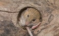 mouse in hole in the wooden floor Royalty Free Stock Photo