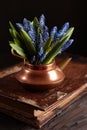 Mouse hyacinth in a copper kettle. Muscari or mouse hyacinth flowers in a bouquet. The blue muscari flower. The first Royalty Free Stock Photo