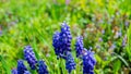 Mouse hyacinth in the spring garden Royalty Free Stock Photo