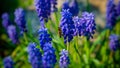 Mouse hyacinth in the spring garden Royalty Free Stock Photo