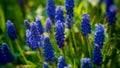Mouse hyacinth in the spring garden Royalty Free Stock Photo