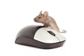 Mouse isolated on white Royalty Free Stock Photo