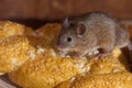 Mouse in the kitchen Royalty Free Stock Photo