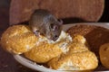 Mouse in the kitchen Royalty Free Stock Photo