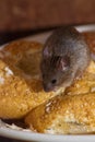 Mouse in the kitchen Royalty Free Stock Photo