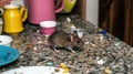 Mouse Kitchen Counter Crumbs Pest Control Royalty Free Stock Photo