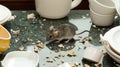 Mouse Kitchen Counter Mess Food Pest Royalty Free Stock Photo