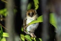 Mouse Lemur perched on a branch of a tree in Andasibe National Park, Madagascar