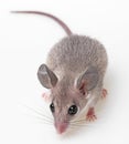 Mouse Royalty Free Stock Photo