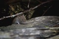 Mouse looking out from his cave Royalty Free Stock Photo