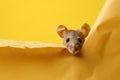 Mouse looking out from yellow paper background, concept of Curiosity