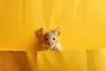 Mouse looking out from yellow paper background, concept of Curiosity