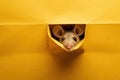 Mouse looking out from yellow paper background, concept of Curiosity