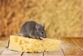 Mouse Royalty Free Stock Photo