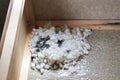 A mouse nest built in the corner of a box