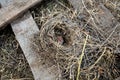 An empty mouse nest made of grass on the street in wooden firewood. Soft focus