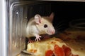 mouse nibbling on leftover pizza in the fridge