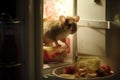 mouse nibbling at leftovers on a plate in the fridge