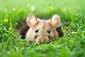 mouse peeking from a grassy knoll hole Royalty Free Stock Photo