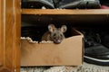 mouse peering from hole in a shoebox in a closet