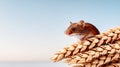 Mouse perched on wheat stalk at sunset Royalty Free Stock Photo