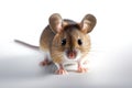 Mouse photo realistic illustration - Generative AI. Royalty Free Stock Photo