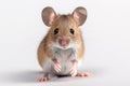 Mouse photo realistic illustration - Generative AI. Royalty Free Stock Photo