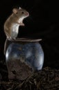 Mouse playing in the old attic, Apodemus sylvaticus