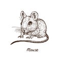 Mouse rat, hand drawn gravure style, vector sketch illustration Royalty Free Stock Photo