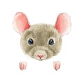 Mouse or rat watercolor illustration. Hand drawn cute fluffy gray mouse, rat portrait with pink ears and small paws