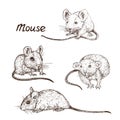 Mouse rats isolated collection, hand drawn gravure style, vector sketch illustration