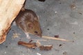 Mouse. Rodents mice pests in the house. Mouse close -up. Mouse in a residential building looking for food. Royalty Free Stock Photo