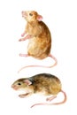 Mouse set. Two watercolor mice. Royalty Free Stock Photo