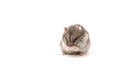 The mouse sits on a white background Royalty Free Stock Photo