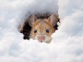 Mouse snow winter Royalty Free Stock Photo