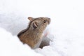 Mouse snow winter Royalty Free Stock Photo