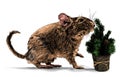 Mouse standing sideways full length with raised front paw next to decorative artificial potted Christmas tree